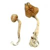  Buy African Transkei Mushrooms