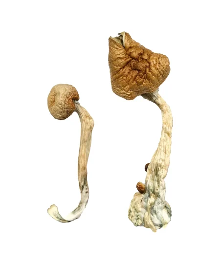  Buy African Transkei Mushrooms