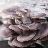 Buy Oyster Mushrooms - Clusters Oregon Bend