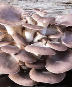 Oyster Mushrooms - Clusters