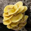Buy Yellow Oyster Mushroom