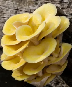 Buy Yellow Oyster Mushroom
