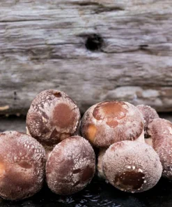 Fresh Shiitake Mushrooms