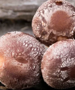 Fresh Shiitake Mushrooms