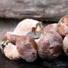 Buy Lentinula Edodes online