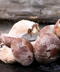 Buy Lentinula Edodes online