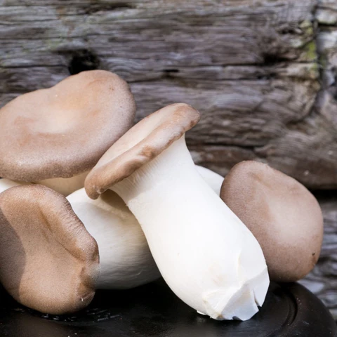 Buy Eryngii (King Oyster) Mushrooms Bend Buy Eryngii (King Oyster) Mushrooms Bend