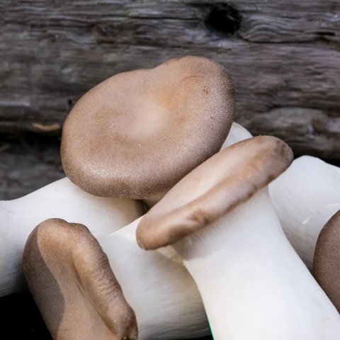 Eryngii (King Oyster) Mushrooms Bend Eryngii (King Oyster) Mushrooms