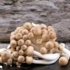 Buy Brown Shimeji Mushroom online