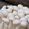 Buy White Shimeji (Japanese Beech Mushroom/Hypsizygus tessellatus) 150g