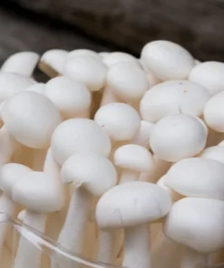 Buy White Shimeji (Japanese Beech Mushroom/Hypsizygus tessellatus) 150g