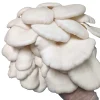 Buy Winter White Oyster Mushroom Grow Kit