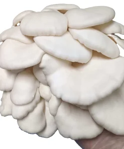 Buy Winter White Oyster Mushroom Grow Kit
