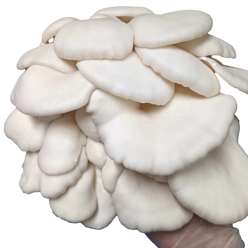 Buy Winter White Oyster Mushroom Grow Kit Buy Winter White Oyster Mushroom Grow Kit