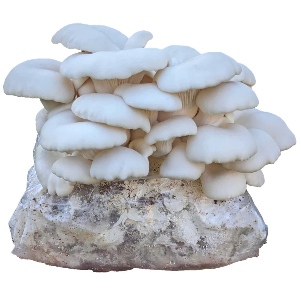 Winter-White_1024x1024 Winter White Oyster Mushroom