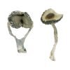 Buy Apex Mushrooms online