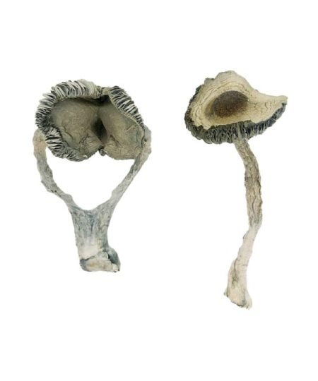 Buy Apex Mushrooms online