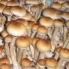 Buy Burma Mushroom Grow Kit