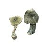 Buy Albino Cambodians Mushroom