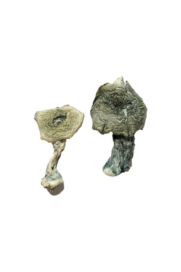 Buy Albino Cambodians Mushroom Buy Albino Cambodians Mushroom