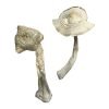 Buy Albino Louisiana Mushrooms