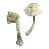 Buy Albino Louisiana Mushrooms