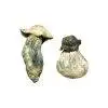 Buy Albino Penis Envy Mushrooms