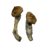 Buy Amazonian magic mushrooms