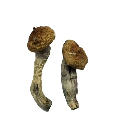 Buy Amazonian magic mushrooms
