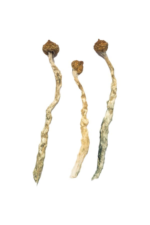 buy Arenal Volcano Magic Mushrooms Arenal Volcano Magic Mushrooms
