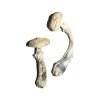 Avery Albino Magic Mushrooms