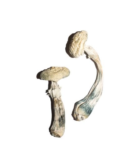 Avery Albino Magic Mushrooms