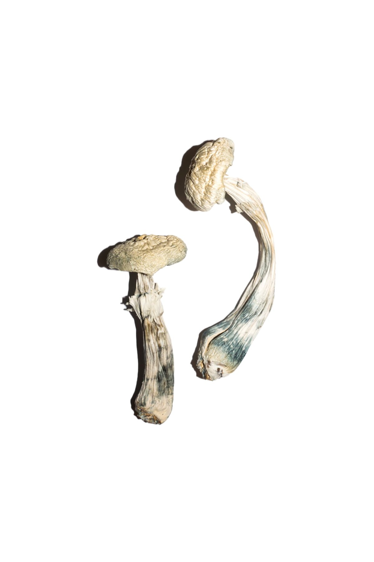 buy Avery Albino Magic Mushrooms Avery Albino Magic Mushrooms