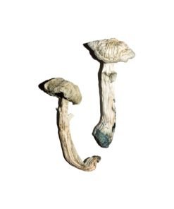 Avery Albino Magic Mushrooms