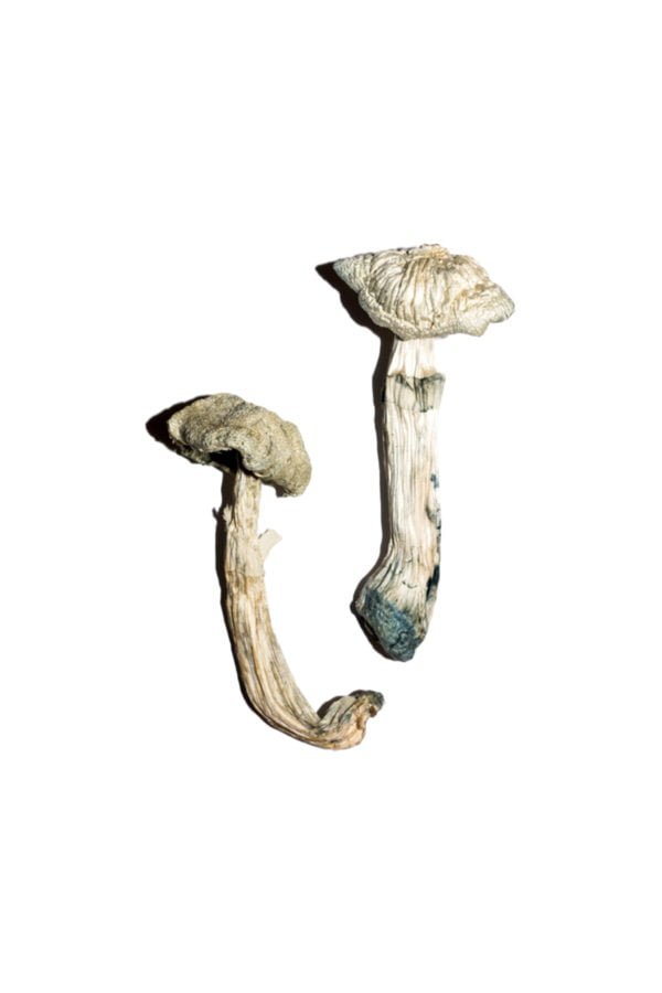 buy Avery Albino Magic Mushrooms Avery Albino Magic Mushrooms