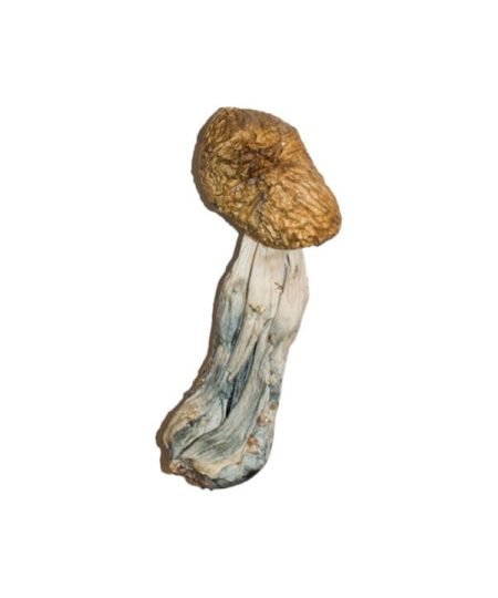 Buy Big Mexicana Magic Mushrooms