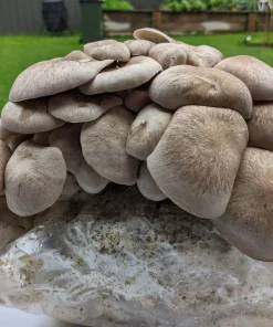 Buy Black King Oyster Mushroom Grow Kit