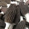 Buy Black Morel (Morchella elata)