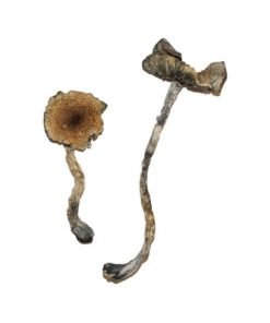 Buy Blue Meanie Magic Mushrooms