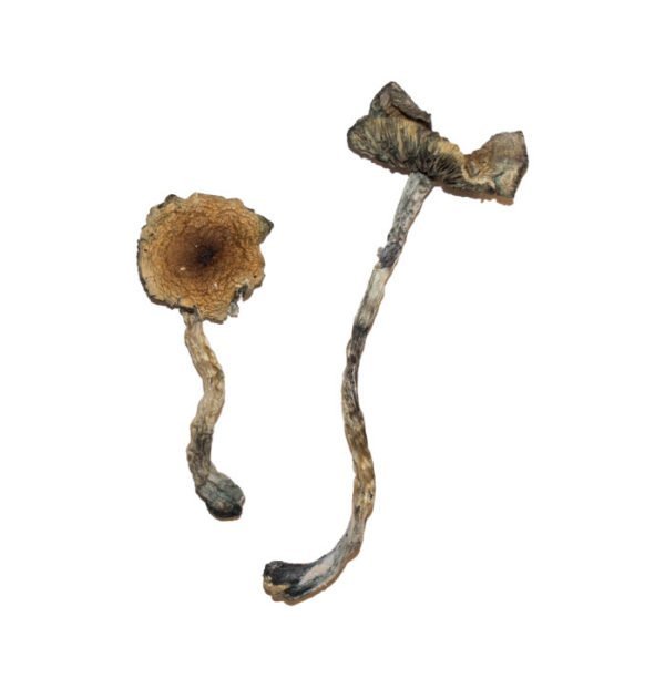 buy Blue Meanie Magic Mushrooms Buy Blue Meanie Magic Mushrooms