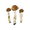 Buy Brazilian Magic Mushrooms