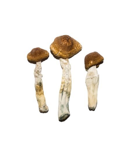 Buy Brazilian Magic Mushrooms