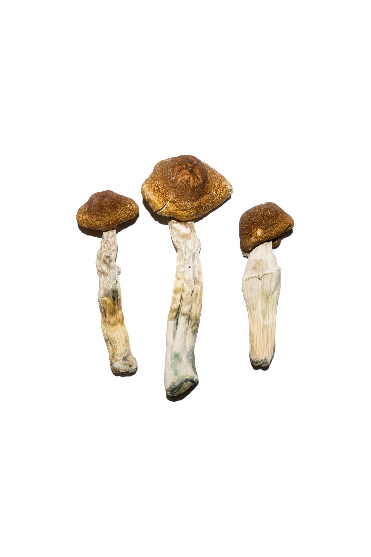 buy Brazilian Magic Mushrooms Buy Brazilian Magic Mushrooms