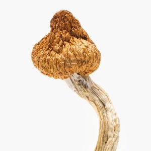 buy Brazilian Magic Mushrooms Brazilian Magic Mushrooms