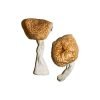 Buy Burma Magic Mushrooms
