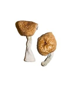 Buy Burma Magic Mushrooms