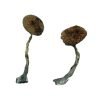 Costa Rican Magic Mushrooms
