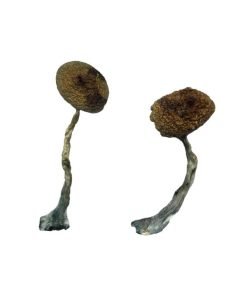 Costa Rican Magic Mushrooms
