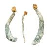 Buy Creeper Magic Mushrooms
