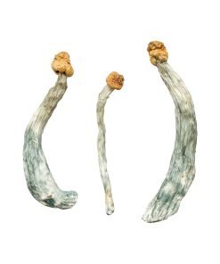 Buy Creeper Magic Mushrooms